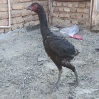 مرغ لاری|حیوانات مزرعه|ری, تصفیه خانه|دیوار