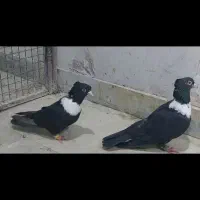 سرک طوق سفید کله سفید دمسفید طاووسی چپ سرور|پرنده|فسا, |دیوار