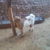 بز چینی|حیوانات مزرعه|زابل, |دیوار