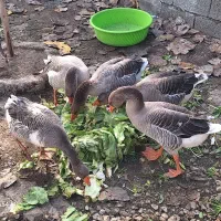 غاز محلی بالغ درشت سالم سرحال|حیوانات مزرعه|نوشهر, |دیوار