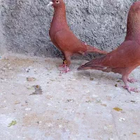 سرخ|پرنده|زاهدان, |دیوار