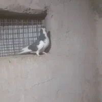 زیره ای نر|پرنده|قزوین, |دیوار