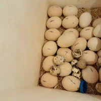 دستگاه جوجه کشی ۵۰ تایی