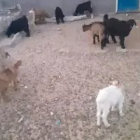 فروش بز بزغاله