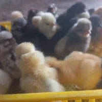 تبدیل تخم نطفه دار به جوجه.فروش تخم نطفه دارو جوجه|حیوانات مزرعه|قم, تعویض پلاک|دیوار