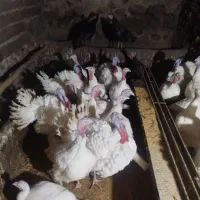 20عدد بوقلمون خانگی نر و ماده|حیوانات مزرعه|صحنه, |دیوار