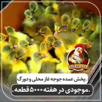 پخش عمده جوجه غاز محلی و دورگ قوغاز سنگین وزن