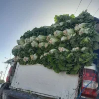 کاهو فله بار شده آماده کاهو دزفول کیلوی ۸