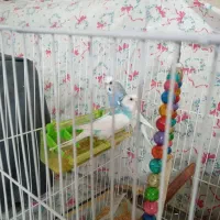 فروشی|پرنده|مشهد, انقلاب|دیوار