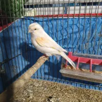 قناری ماده موزایکی آماده آماده|پرنده|شیراز, سیاه سنگ|دیوار