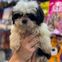 شیتزو سوپرفلت|سگ|رشت, معلم|دیوار