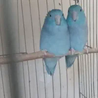 طوطی گرینچیک اناناسی|پرنده|بم, |دیوار