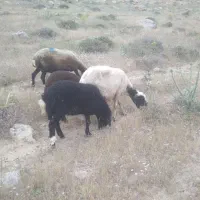 ۴ میش ۴ بره