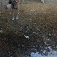 سگ گمشده