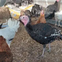 فروش جوجه مرندی، گلین،ابریشمی اردک مسکویی بوقلمون