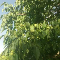 فروش نهال بذری گردو با ارزان ترین قیمت