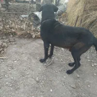 سلام برعشق بازان