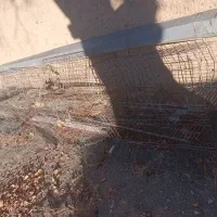 قفس مرغ تخمگذار|لوازم جانبی حیوانات|کرانی, |دیوار