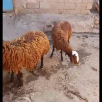 *میش ابستن مخرم*