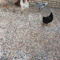 خروس و مرغ به فروش می‌رسد.
