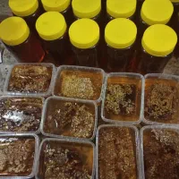 عسل طبیعی ودارویی بدون واسطه اززنبوردار