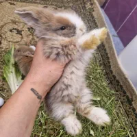 خرگوش لوپ ۱ماهه
