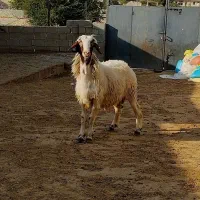 بره قوچ های سفید کوردی نژاد هترو