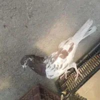 کفتر|پرنده|بناب, |دیوار