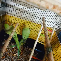 ملنگو|پرنده|مشهد, ابوذر|دیوار