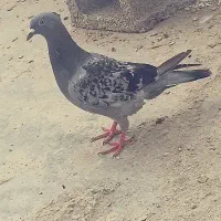 کبوتر پلاکی