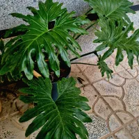 گل برگ انجیری