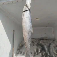 ماهی دریایی