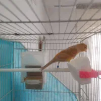 قناری اوپال سرخ نر|پرنده|مشهد, امیریه|دیوار