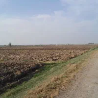 فروش زمین شالی