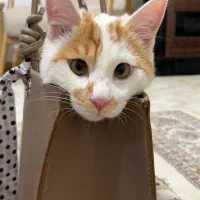 گربه گمشده نر