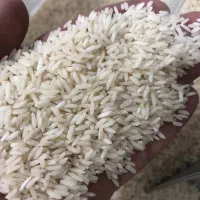 برنج طارم هاشمی امسال درجه یک