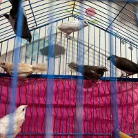 فنچ بنگالی مولد ۳جفت