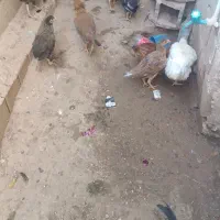 جوجه لاری و محلی و کوردی|حیوانات مزرعه|بانه, |دیوار