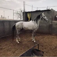 اسب معاوضه با گوساله و اسب و گوسفند و موتور