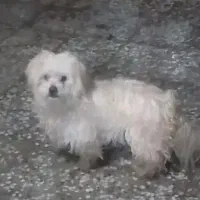 سگ پامر پشمالو