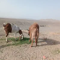 بز نر چاق|حیوانات مزرعه|میرجاوه, |دیوار