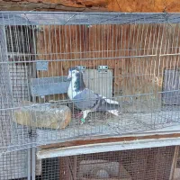 کبوتر دمگیر دستگردی|پرنده|اصفهان, پوریای ولی|دیوار