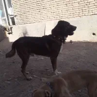 سگ گله|سگ|چناران, |دیوار