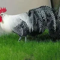 براکل سیلور بلژیکی (مرغ زینتی)|حیوانات مزرعه|اهواز, زیتون کارمندی|دیوار