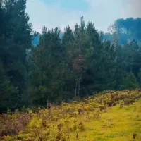 زمین مسکونی گیلان ۱۳۰۰۰ متری ویو جنگل