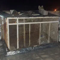 گنجه کبوتر یاهرپرنده دیگه بوئین زهرا