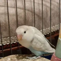 طوطی برزیلی