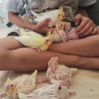 جوجه عروس سرلاکی