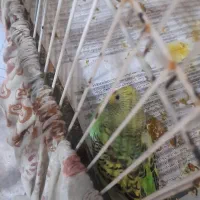 مرغ عشق|پرنده|مشهد, امیریه|دیوار