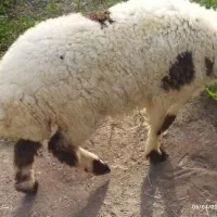 بره ماده دنبه دار